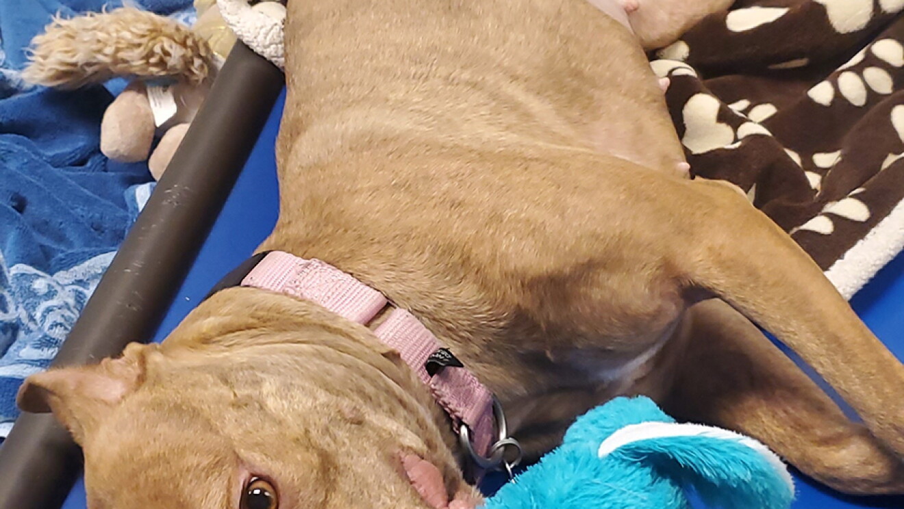 Images from the ASPCA in thanks to Amazon for donating thousands of items, including 6,500 pounds of pet food 