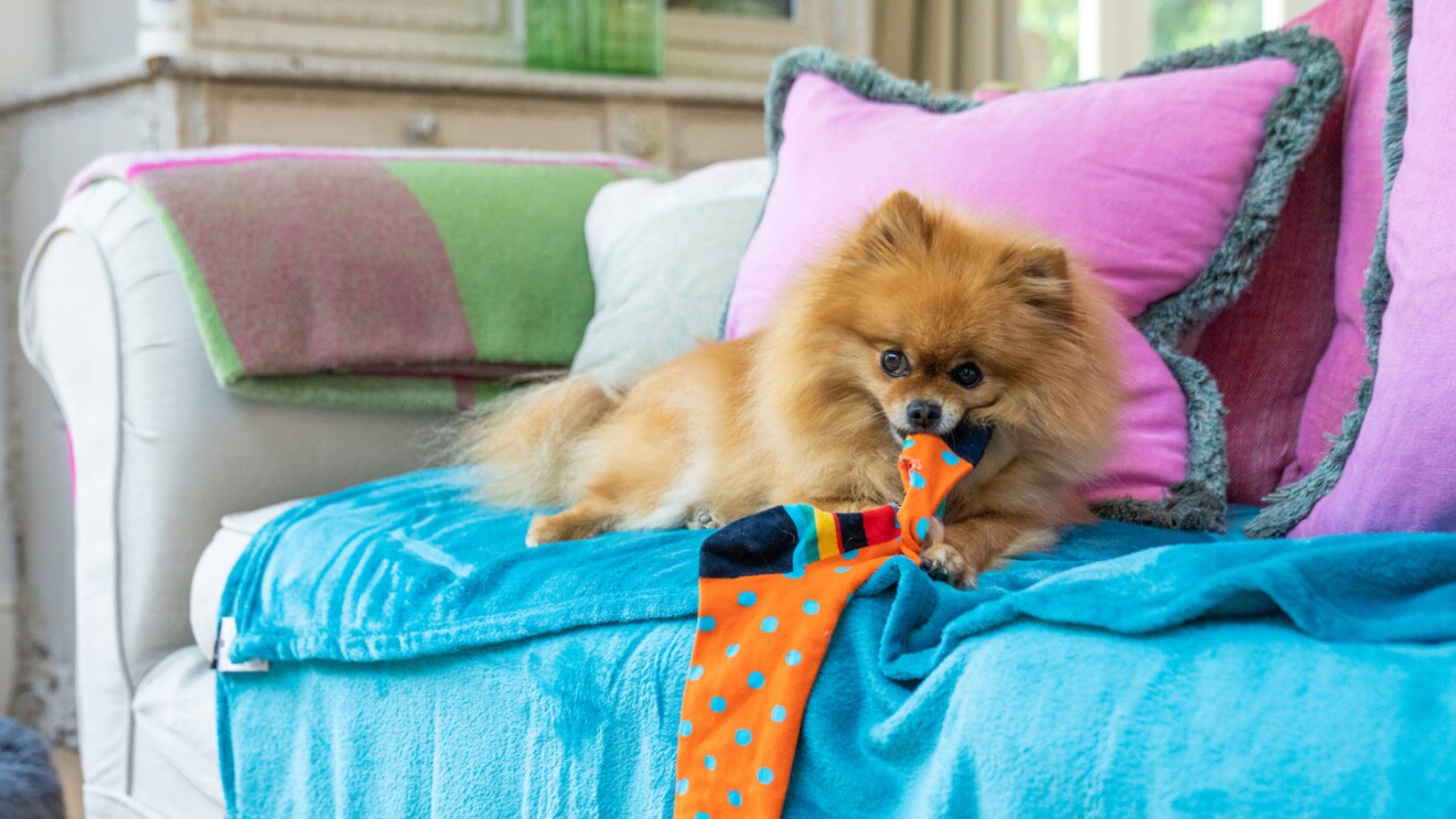 一只狗的形象通过环相机嚼东西。