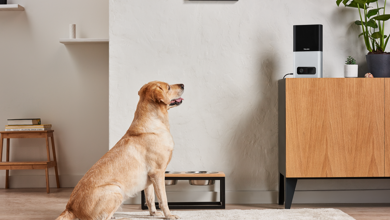 Petcube on Amazon Launchpad