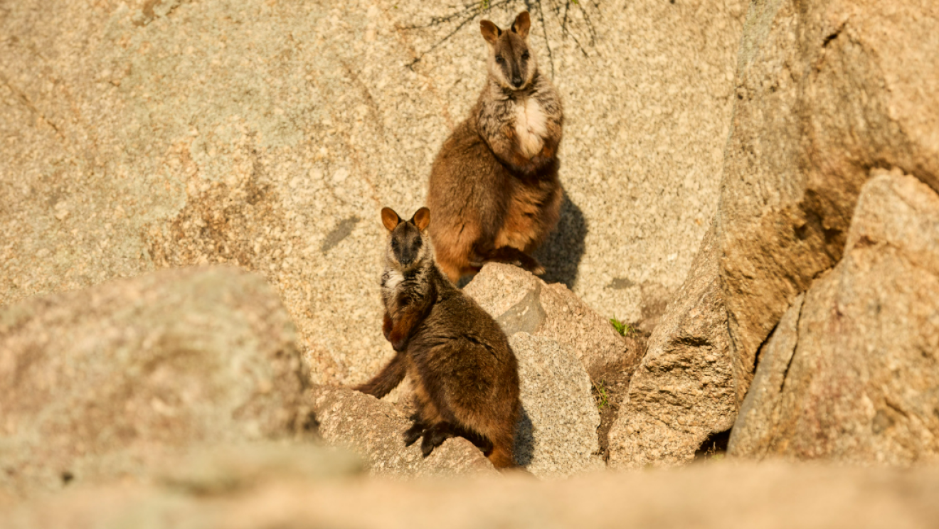 In August, Odonata celebrated a milestone when six critically endangered southern brush-tailed rock-wallabies were safely relocated by small plane to establish a new colony in the Australian Capital Territory.