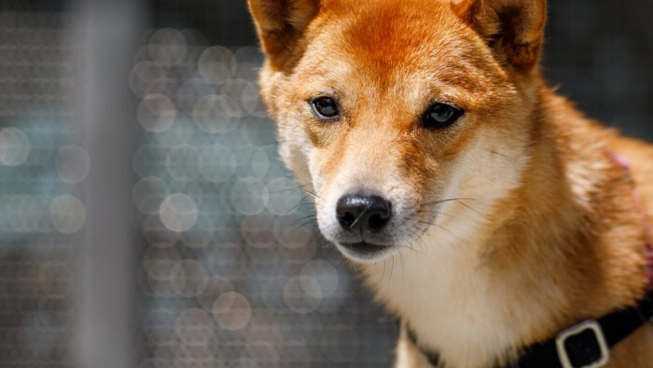 Amazon dogs