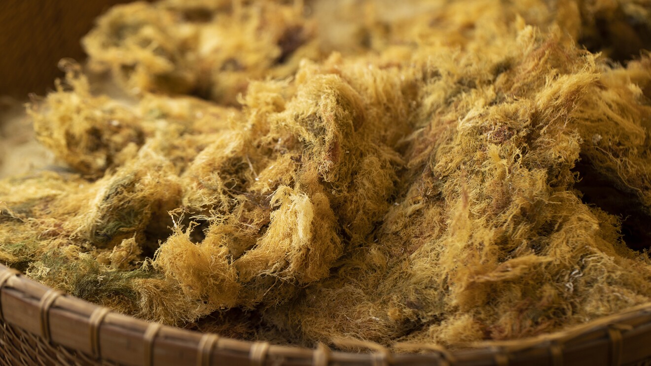 ザル並べられた天草の写真