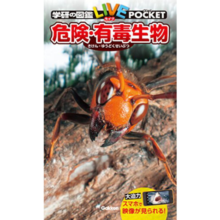 スズメバチのクローズアップ写真