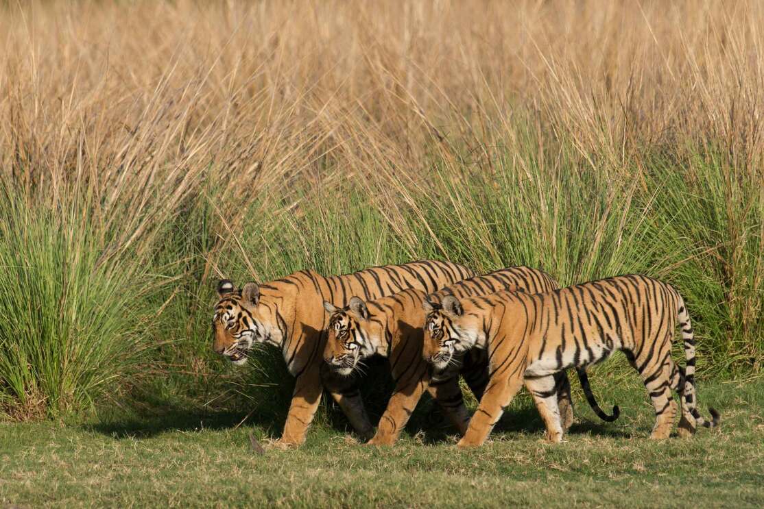 Three wild Asian tigers walk in sync next to long grass.