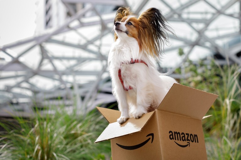 Dog of the Week - Frankie standing in a box