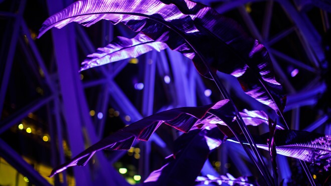 紫色的特奥会的球体