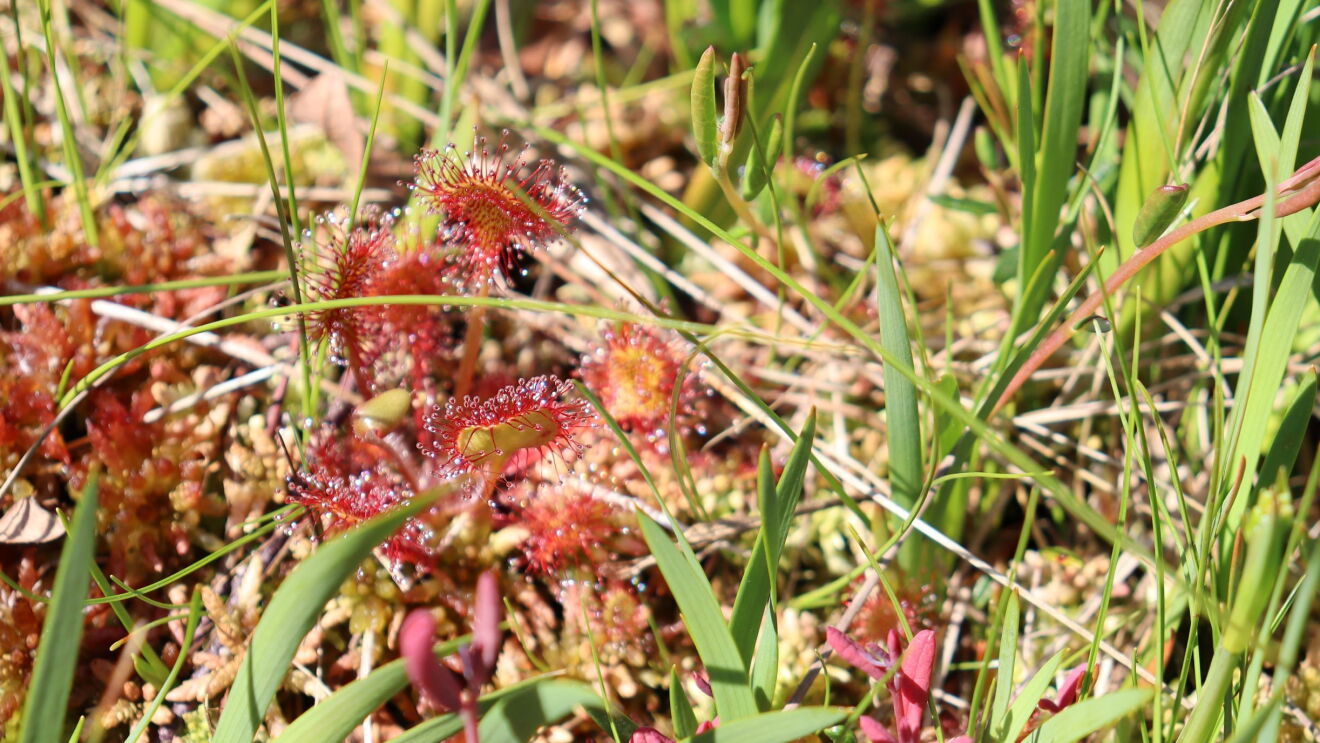 Sundew.jpg 
