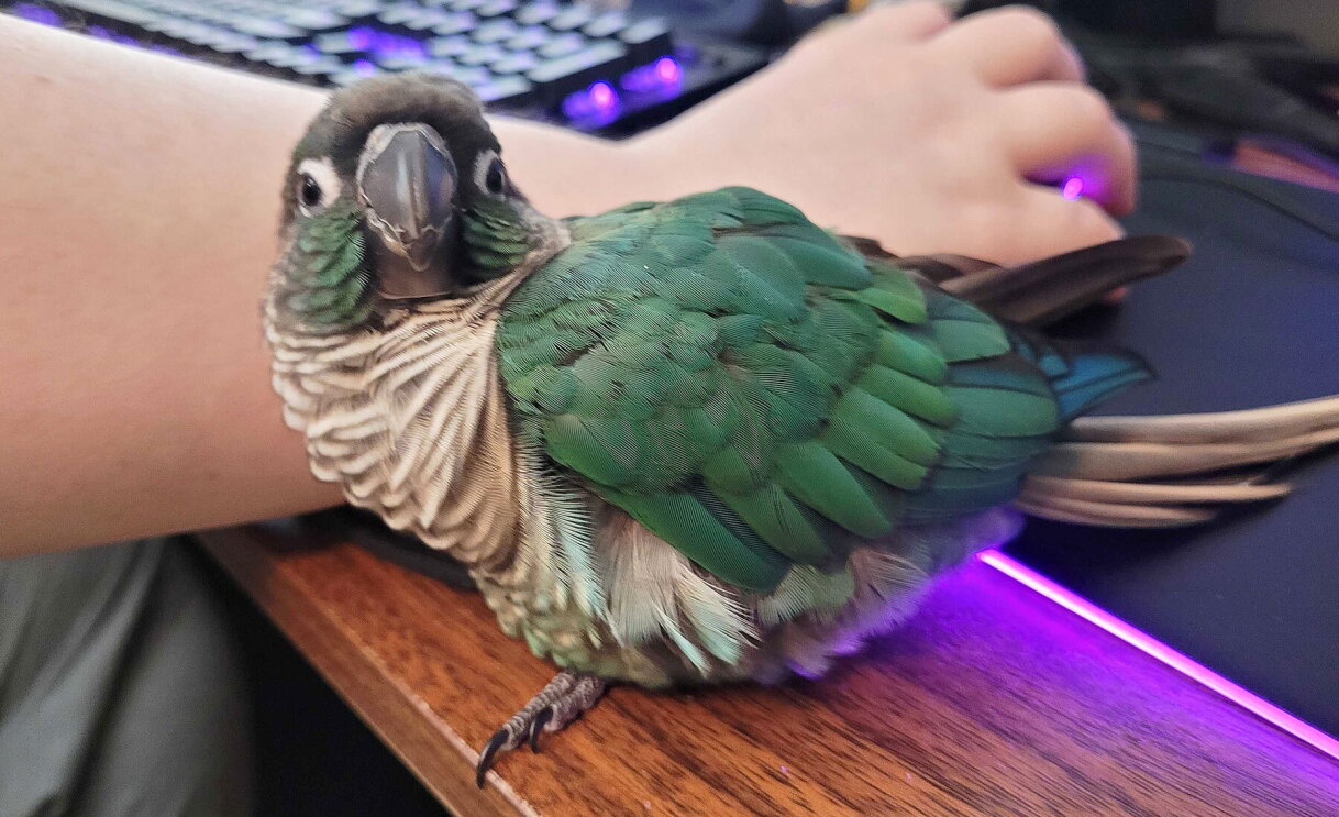 An image of a pet.
