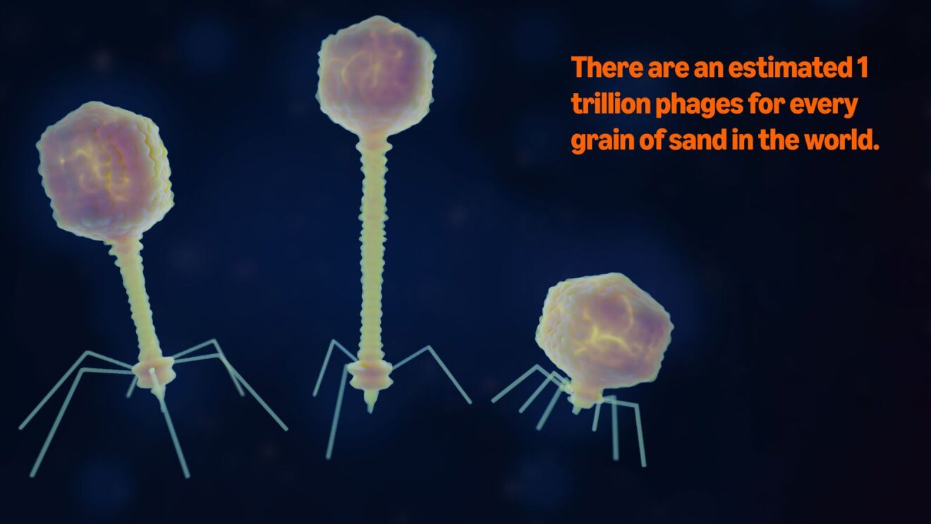 Microscopic phages illustrated as alien-like creatures with hexagonal heads and spindly legs