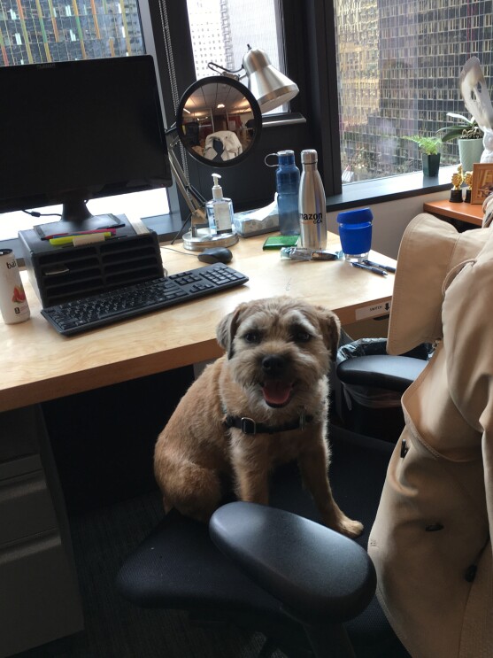 A small, brown dog sitting on an office chair.