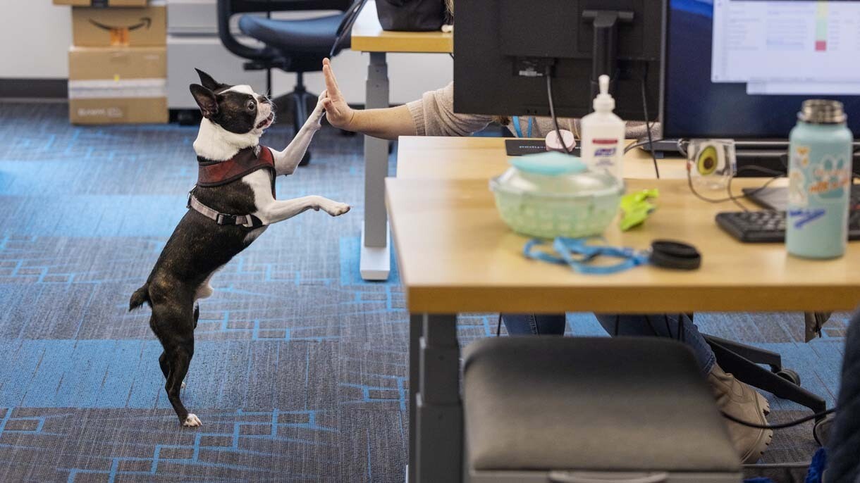 An image of dogs in the office at Amazon's Seattle headquarters with employees.
