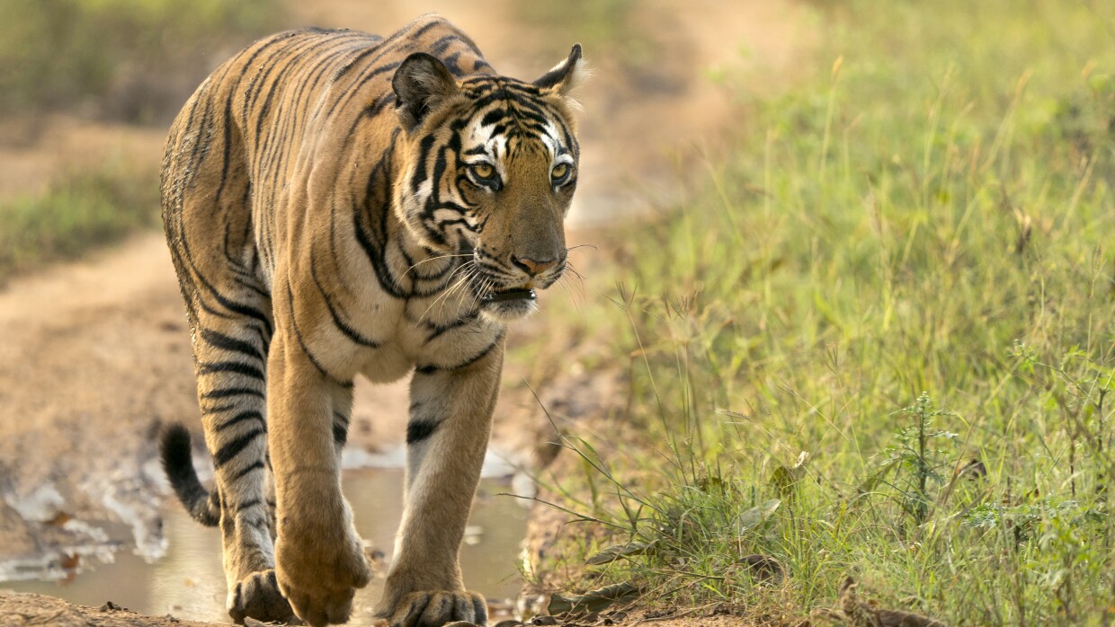A wild Asian tiger ambling down a dirt track.