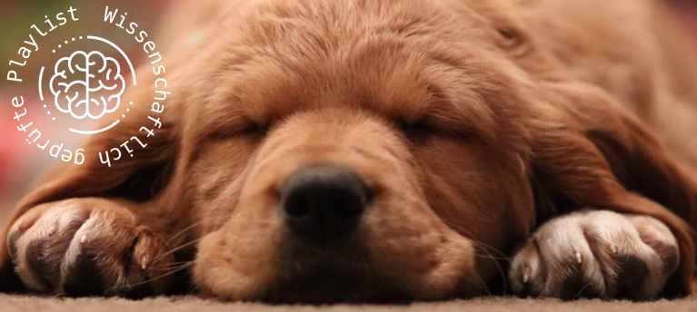 Ein schlafender Hund liegt entspannt auf dem Boden. Er hat hellbraunes Fell und Schlappohren.