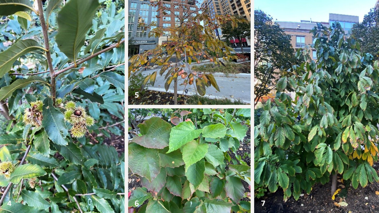Images for plants at Amazon HQ2.