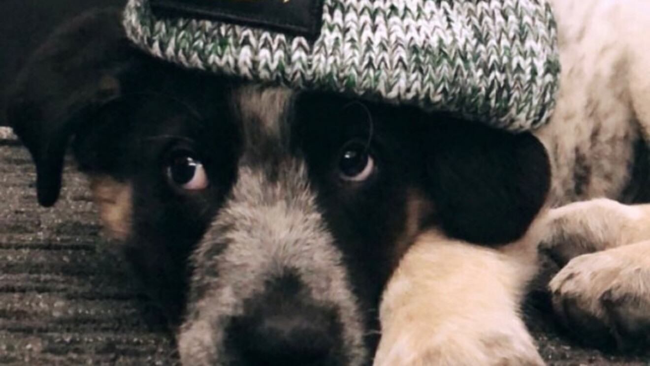 Amazon dogs