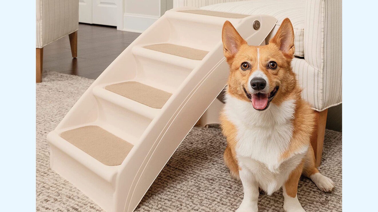 A dog sits by dog stairs that lead to a chair in a home.