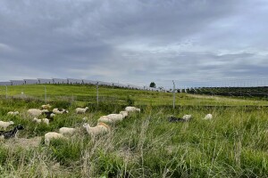 Sheep are shown grazing/lying in a green field outside a solar a farm during an overcast day.