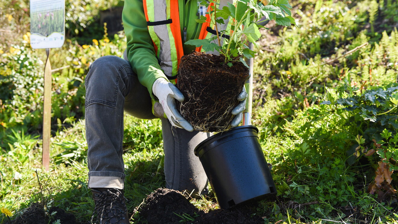An image of a woman wearing an orange safety vest holding a potted tree that she is about to plant.