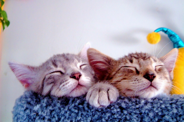 Two kittens snuggle together, eyes closed, as they rest on a carpeted cat structure.