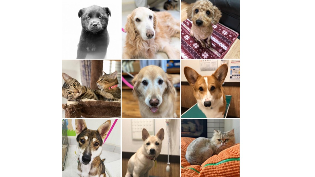 動物保護施設への新型コロナウイルス感染症による影響と必要とされる支援について