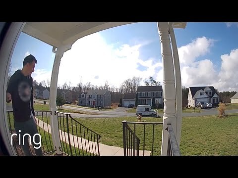 Gypsy retrieves the mail for her owner