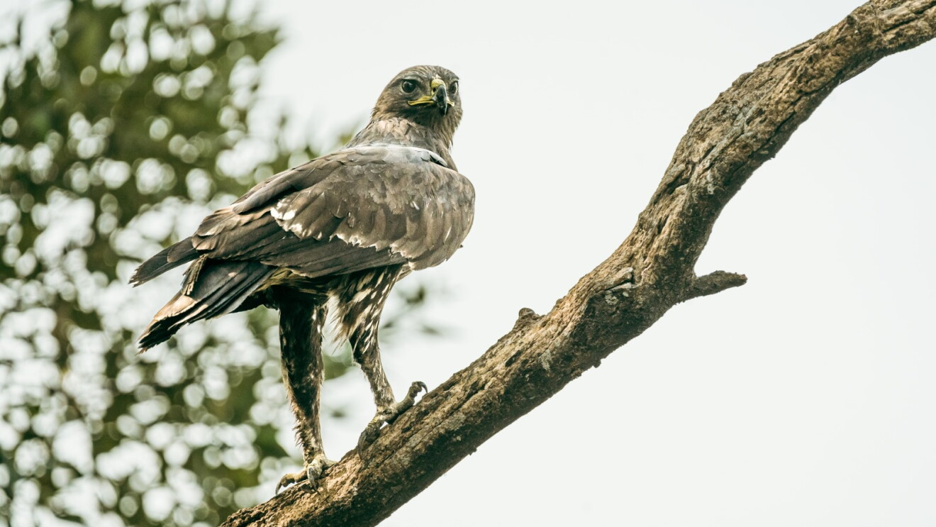 An Indian Spotted Eagle sitting atop a tree branch