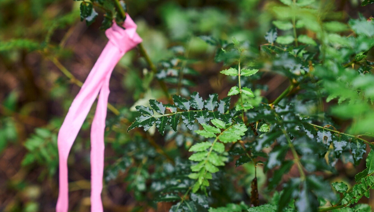 葉っぱが濡れた若木のアップ。ピンクのリボンで目印が付けられている。