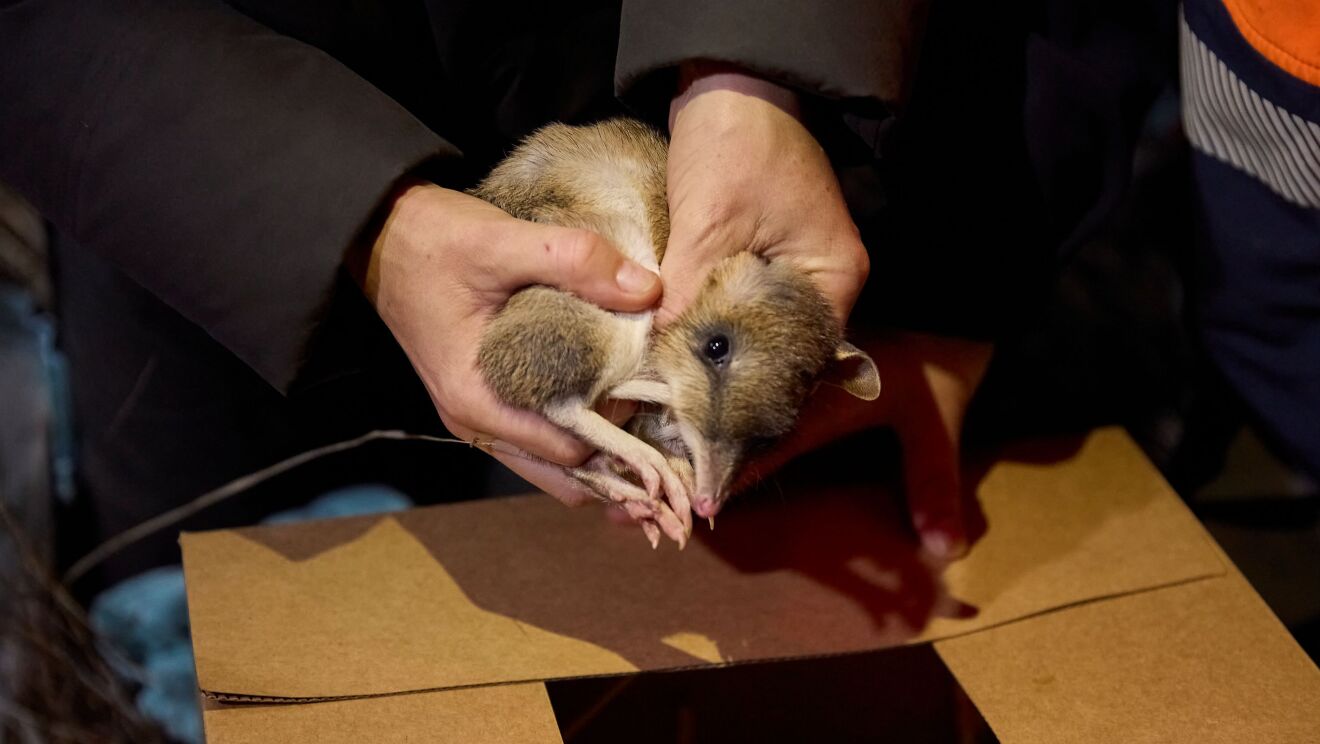 Eastern barred bandicoots