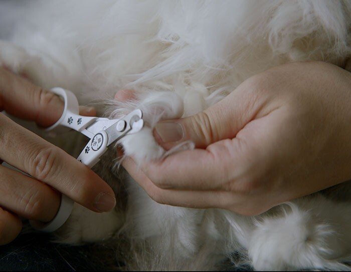 猫の幸せを第一に商品開発し世界へ