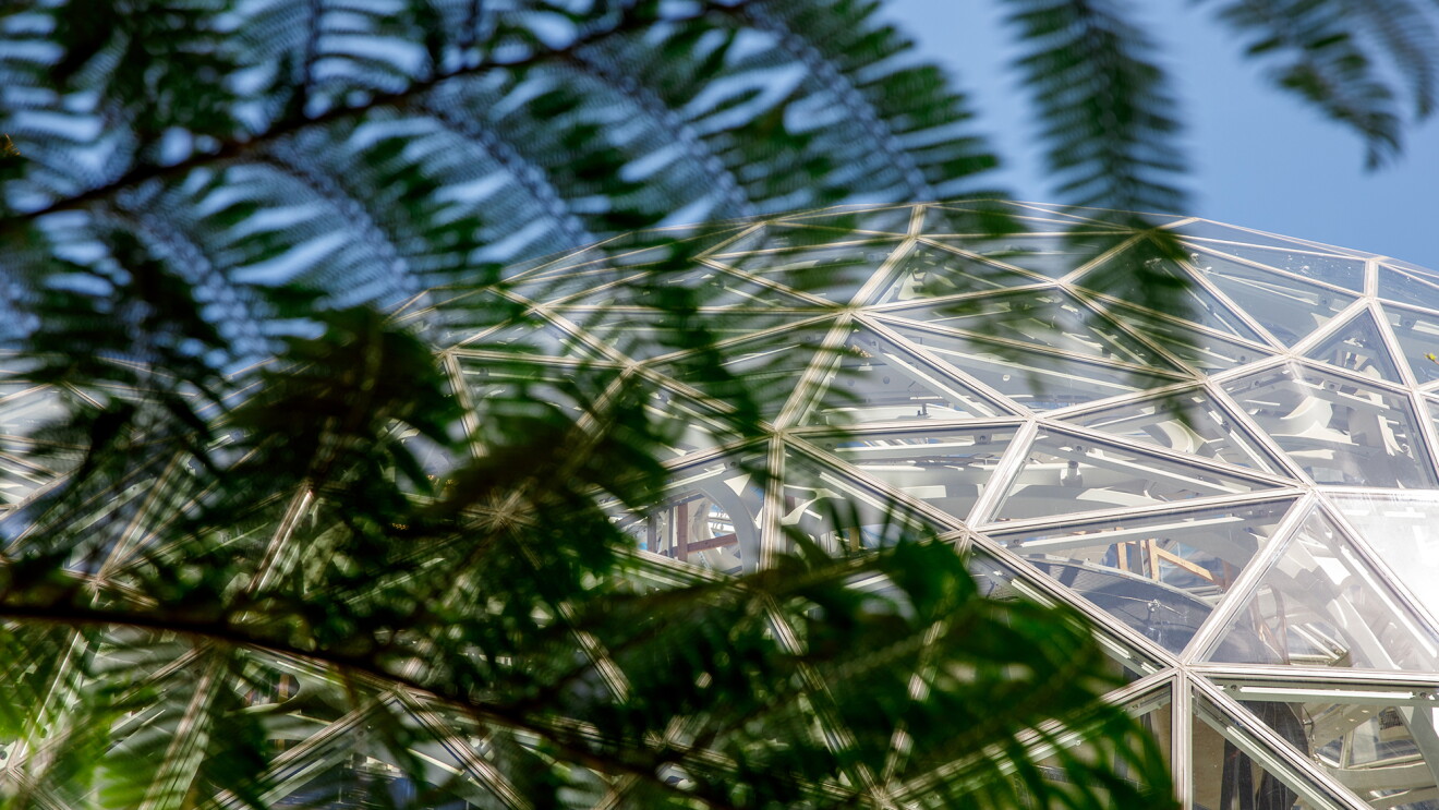 Peering through a tree branch and leaves, a top-half view of The Spheres can be seen in the background.