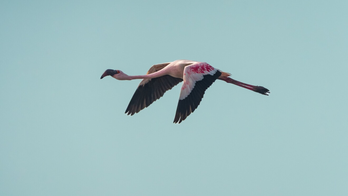 A close up picture of a pink flamingo with a black beak and black shades on its wings, flying in the air.