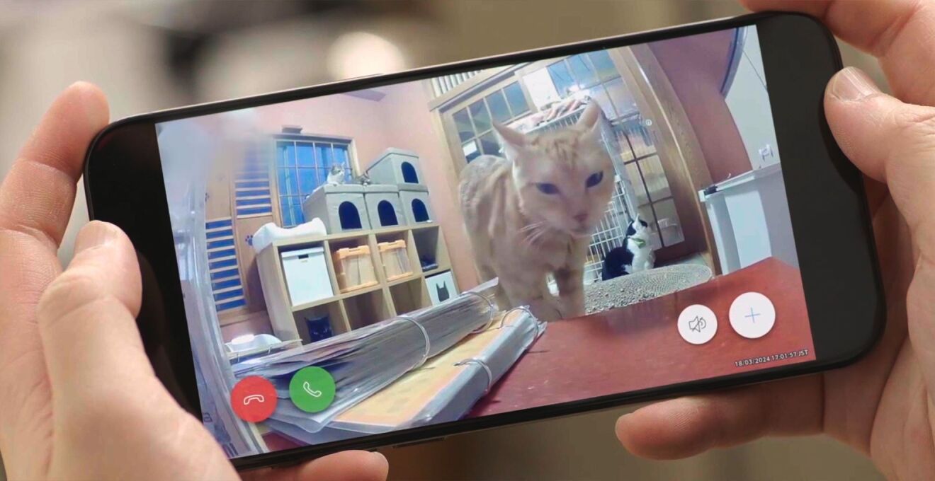 携帯を手に持ち、オレンジ色の猫が近づいている画像を見ている