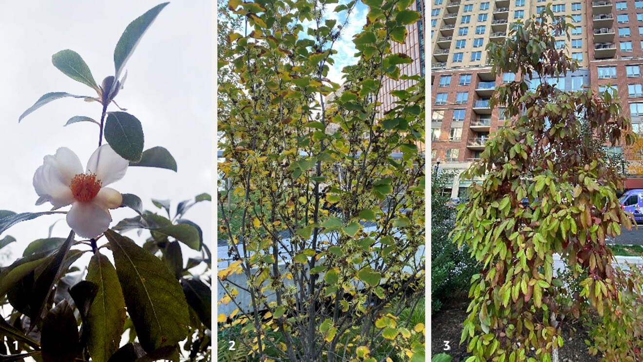 Images of plants at Amazon HQ2.