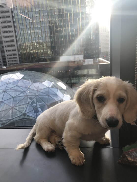 Dogs of Amazon - Ollie facing us