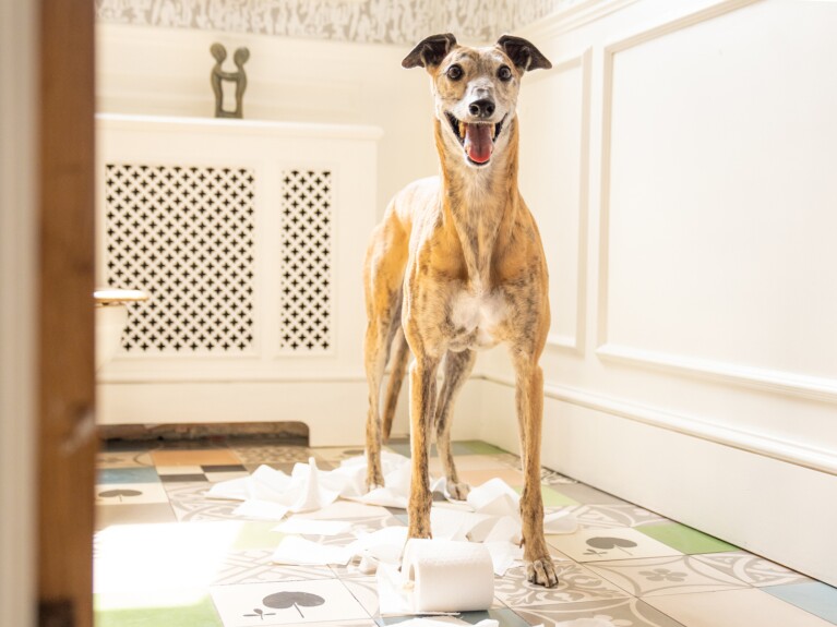 An image of a dog chewing something through a Ring camera.