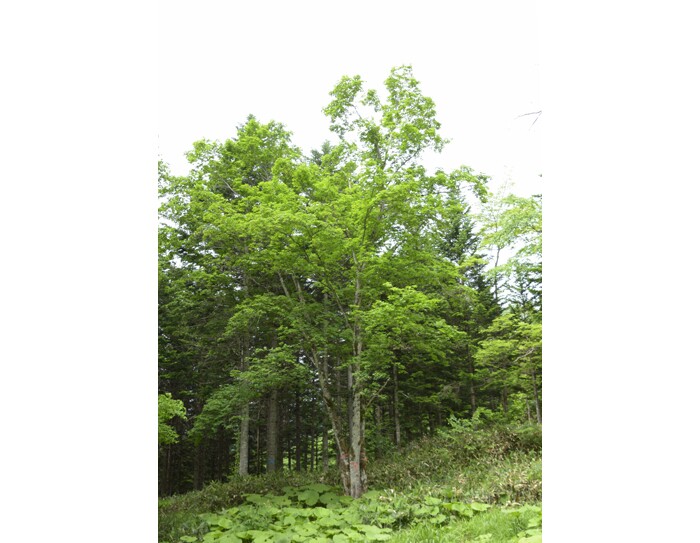 村のシンボルからシロップを生産