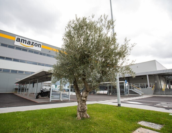 Albero di olivo di fronte al Centro di Distribuzione di Amazon di Passo Corese 