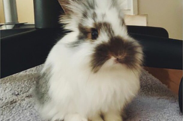 A Long-haired rabbit with white and brown fur sits on a rug inside a home.