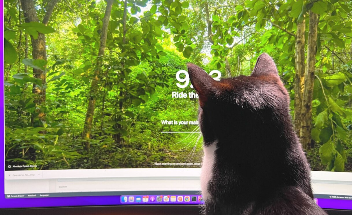 An image of a cat looking at the camera.