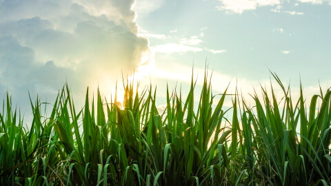 agritech