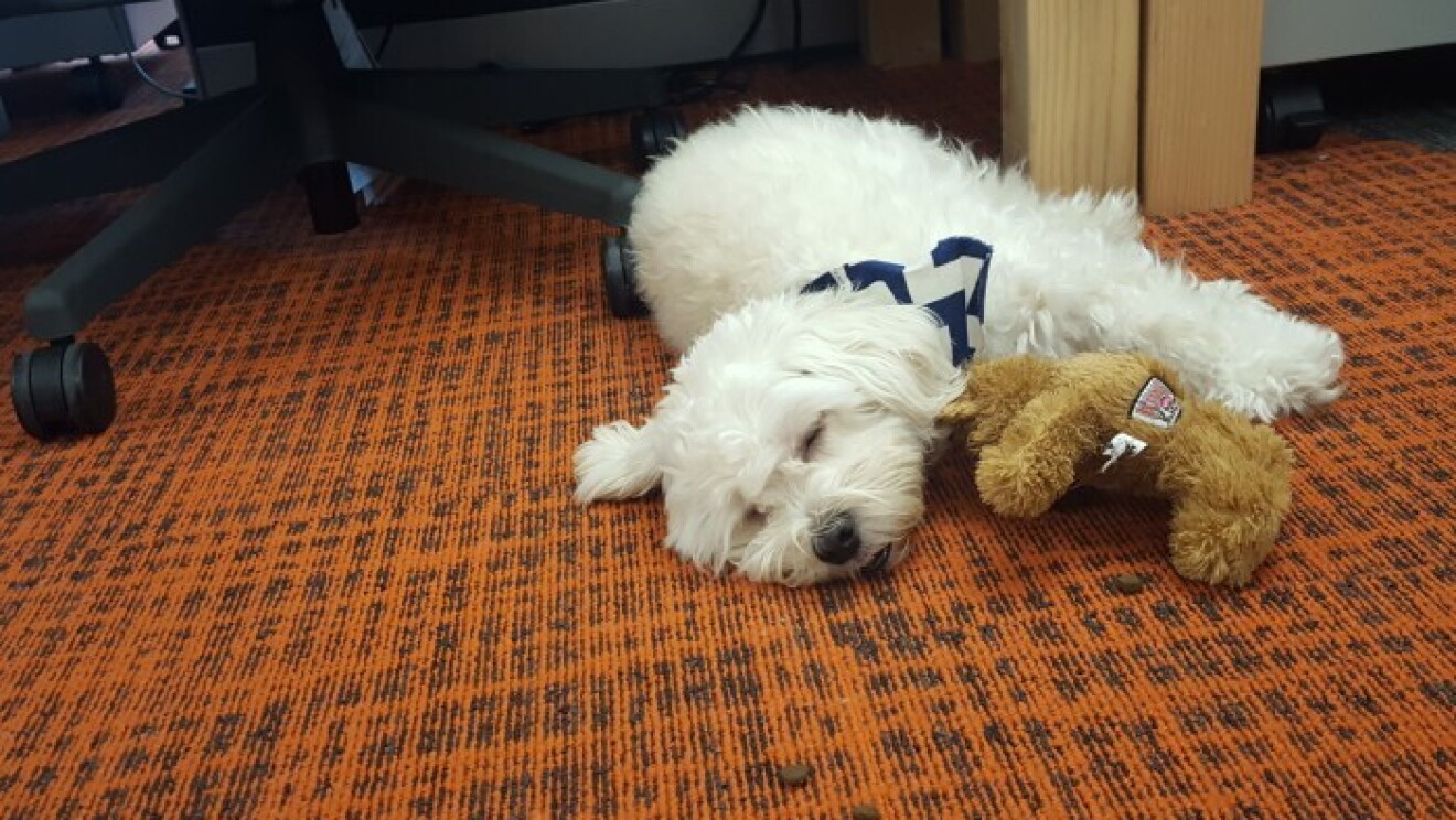 Amazon dogs