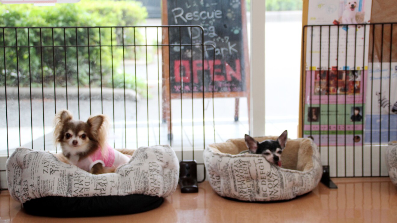保護施設で暮らす犬猫を ほしい物リスト で支援 About Amazon Japan