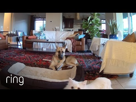 When Mercy the Dog Is Busted Chewing on a Picture, Her Cat Accomplices Cover Up for Her | RingTV