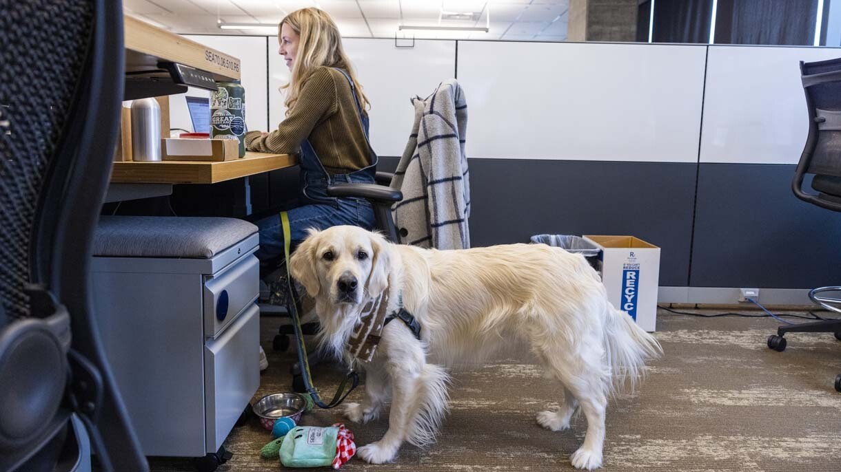 An image of dogs in the office at Amazon's Seattle headquarters with employees.