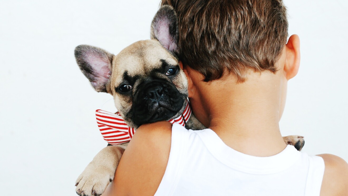 A child holds a French Bulldog puppy over their shoulder