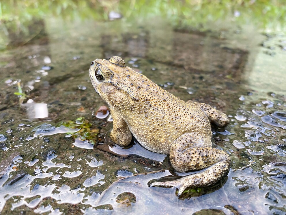 Toad