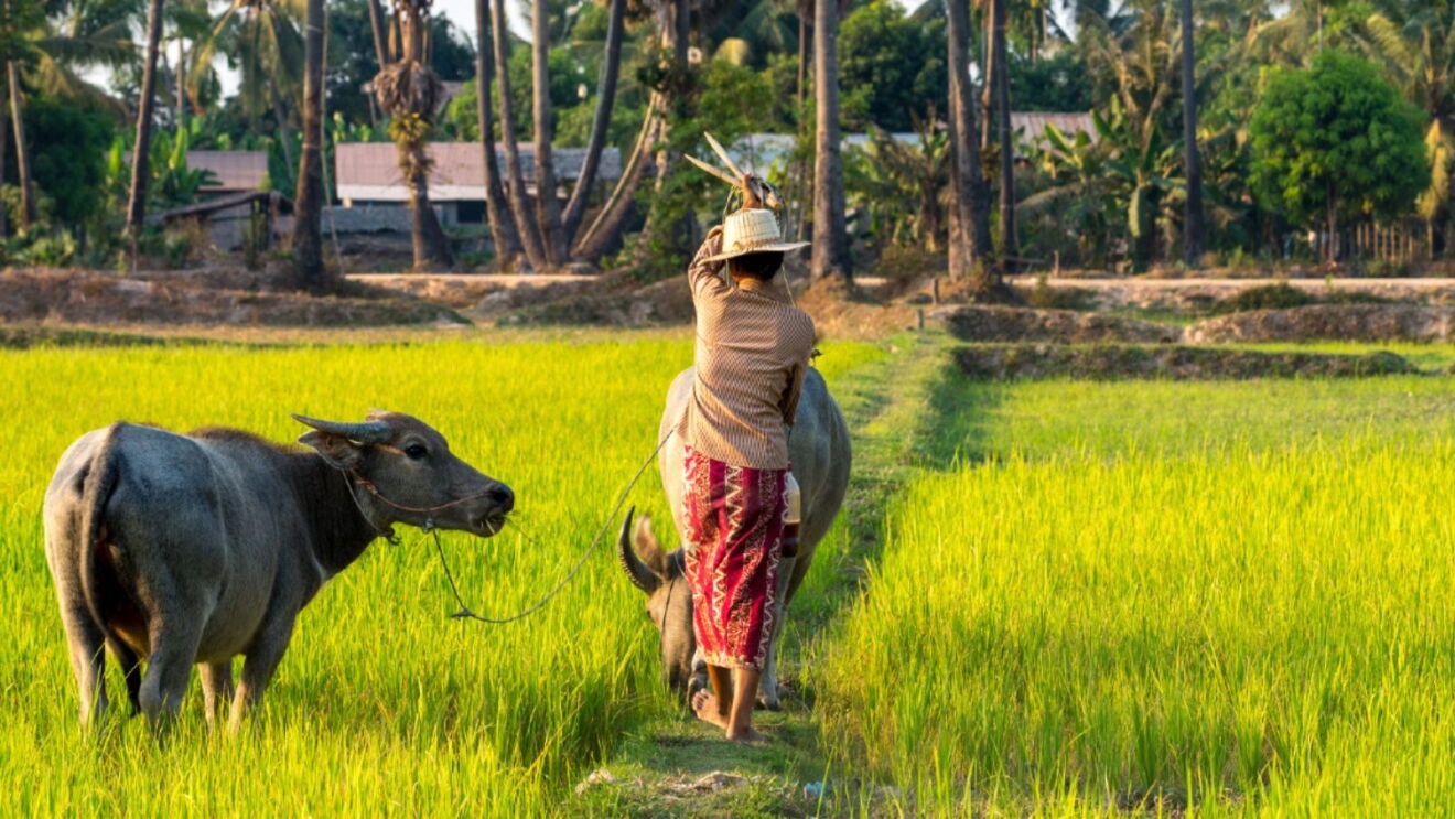 An image of a woman farmer and two buffalo in a rice field.