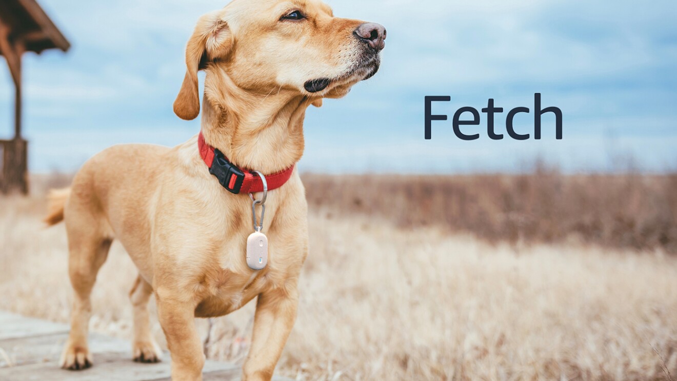 Dog standing on a coastal boardwalk, wearing a red collar and Fetch device.