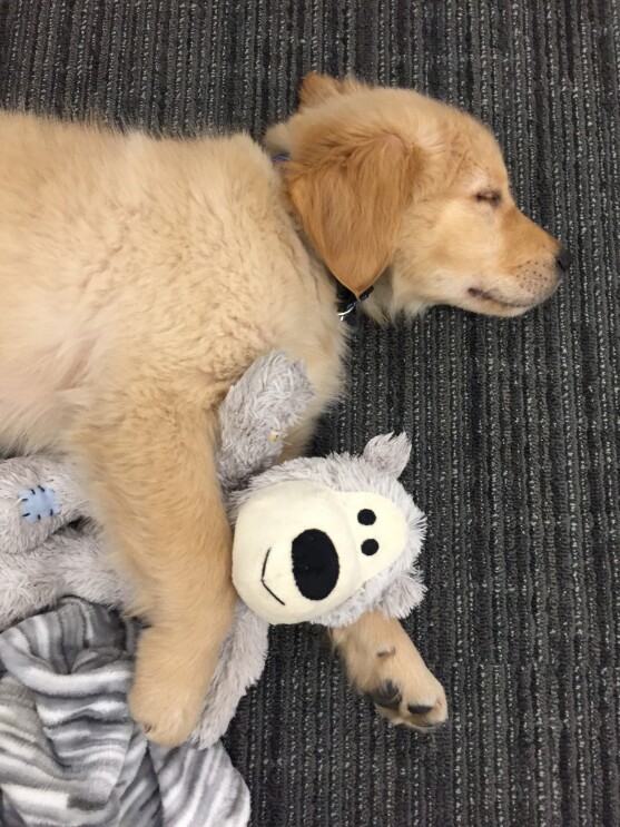 Dogs of Amazon - Marshall sleeping with toy