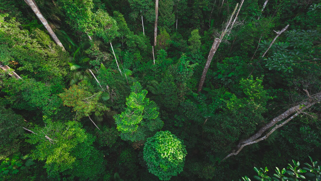 Conceito do Dia da Terra com fundo de floresta tropical, com vista aérea de copas de árvores na natureza